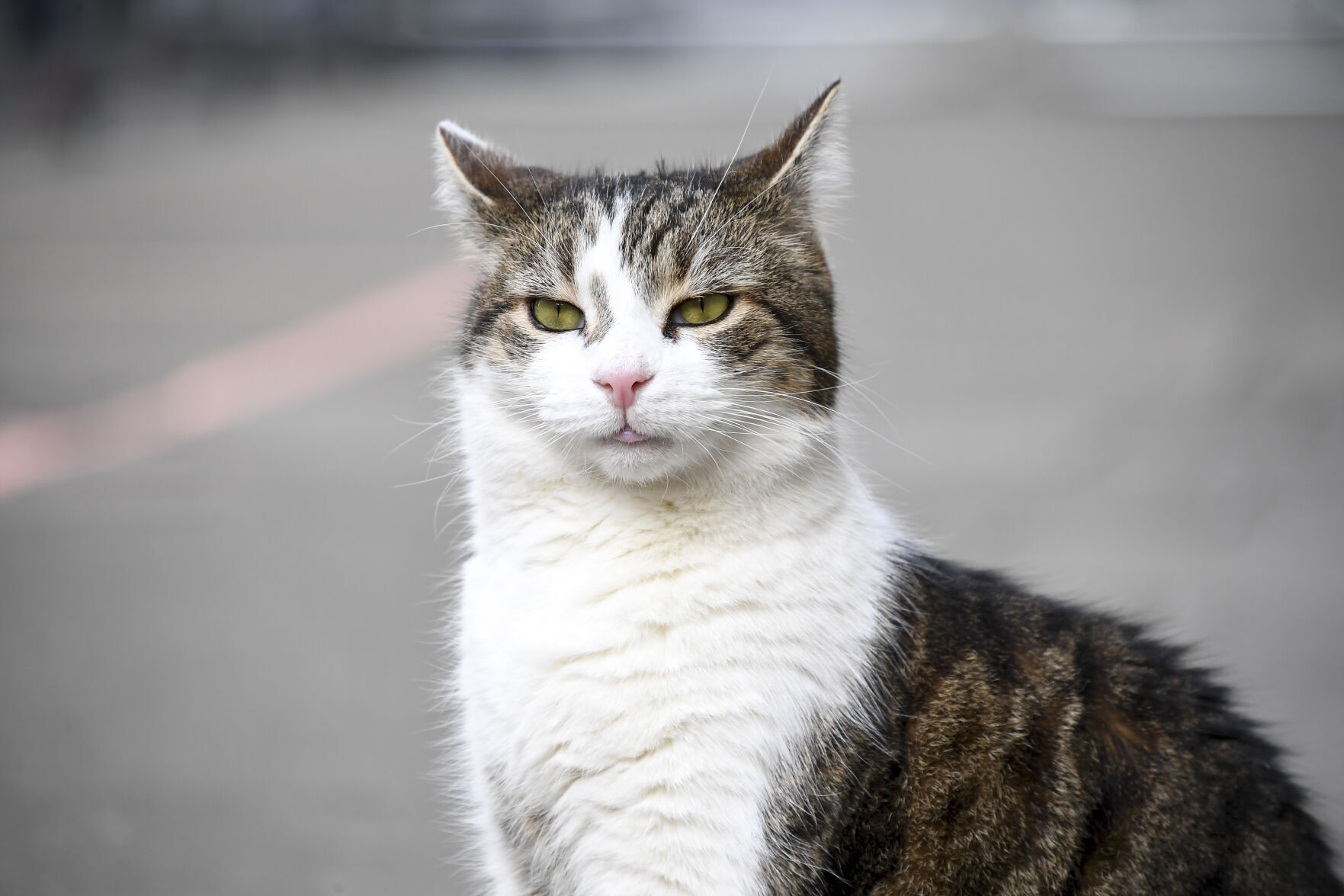 Larry the Downing Street cat